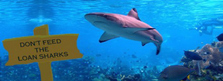 dontfeedsharks-440x240 2